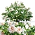 White Rose Bush 1.5m Height 3D model small image 8