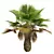 Tropical 3D Pritchardia Garden Tree 3D model small image 3