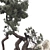 Modern Bonsai Tree 3D Model 3D model small image 5