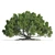 Large Moreton Bay Fig Tree 3D model small image 3