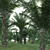  Complete 3D African Oil Palm 3D model small image 2