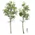 Fagus Sylvatica001 3D Plant Models 3D model small image 1