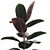 Glossy Ficus Elastica Indoor Plant 3D model small image 4