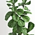 Polygonal Ficus Lyrata 3D Model 3D model small image 2