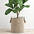 Polygonal Ficus Lyrata 3D Model 3D model small image 3