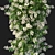 Corona Render Pandorea Pandorana Vines 3D model small image 2