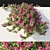 Bougainvillea 04 Vines 3D Model 3D model small image 1