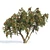 6m Apple Tree Model 2012 3D model small image 2