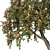 6m Apple Tree Model 2012 3D model small image 4