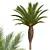 Tropical Plant 3D Models Collection 3D model small image 4