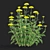 Filipendula Achillea 3D Flower Models 3D model small image 4