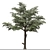 European Common Ash Tree Pair 3D model small image 3