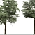 European Common Ash Tree Pair 3D model small image 4