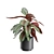 Exotic Indoor Plant Variety Pack 3D model small image 4