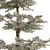 White Fir 3D Model Forest 3D model small image 2