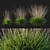 Sideoats Grama Grass Model 2016 3D model small image 1