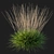 Sideoats Grama Grass Model 2016 3D model small image 2