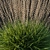 Sideoats Grama Grass Model 2016 3D model small image 3