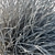 Corona Render Sideoats Grama Grass 3D model small image 3