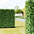 Live Beech Hedge Pack | 3D Models 3D model small image 6