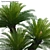  3D Sago Palm Model Collection 3D model small image 2