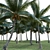 Variety-Enhanced High-Quality 3D Coconuts 3D model small image 3