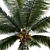Variety-Enhanced High-Quality 3D Coconuts 3D model small image 4