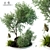 Stylish Outdoor Plant 3D Model 3D model small image 1