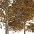 Detailed Autumn Shingle Oak Tree 3D model small image 3