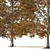 Detailed Autumn Shingle Oak Tree 3D model small image 4