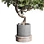 Bonsai Tree with Dirty Concrete Vase 3D model small image 3