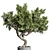 Bonsai Tree with Dirty Concrete Vase 3D model small image 4