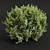 Pruned Bonsai Tree Models Bundle 3D model small image 2