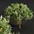 Pruned Bonsai Tree Models Bundle 3D model small image 4