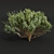 Pruned Bonsai Tree Models Bundle 3D model small image 5