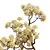 Golden Paperbush 3D Tree Models 3D model small image 2