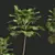 Saribus Rotundifolius Plant 3D Models 3D model small image 5