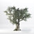 VRay Olive Tree 3D Model 3D model small image 1