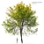 Oregon Ash 3D Tree Model 3D model small image 1