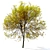 Oregon Ash 3D Tree Model 3D model small image 3