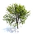 Oregon Ash 3D Tree Model 3D model small image 6