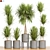Exotic Dracaena Marginata Set 3D model small image 1