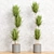 Exotic Dracaena Marginata Set 3D model small image 3