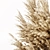 Elegant Pampas Plant 3D Model 3D model small image 5