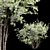 Amelanchier lamarckii 3D Tree Models 3D model small image 3