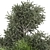 Outdoor Bush Plants Set 685 3D model small image 4