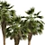 Chinese Fan Palm 3D Model 3D model small image 2