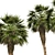 Chinese Fan Palm 3D Model 3D model small image 3