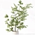 Premium Indoor Plant Collection Model 3D model small image 5