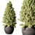 Pine Outdoor Plant, Hardy Evergreen 3D model small image 1